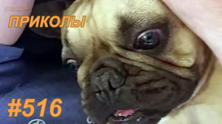 Приколы август 2019 №516