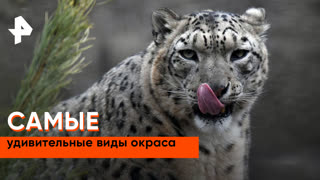«Как устроен мир»: самые удивительные виды окраса